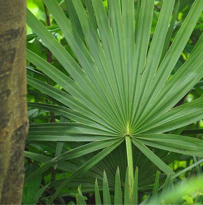 Saw Palmetto